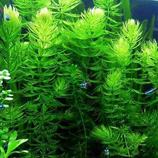 Hornwort aquarium plant with feathery needle-like leaves