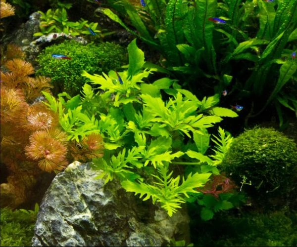 Water Wisteria with delicate lace-like leaves