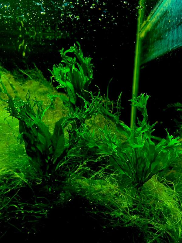 Java Fern Windelov with finely-branched leaf tips