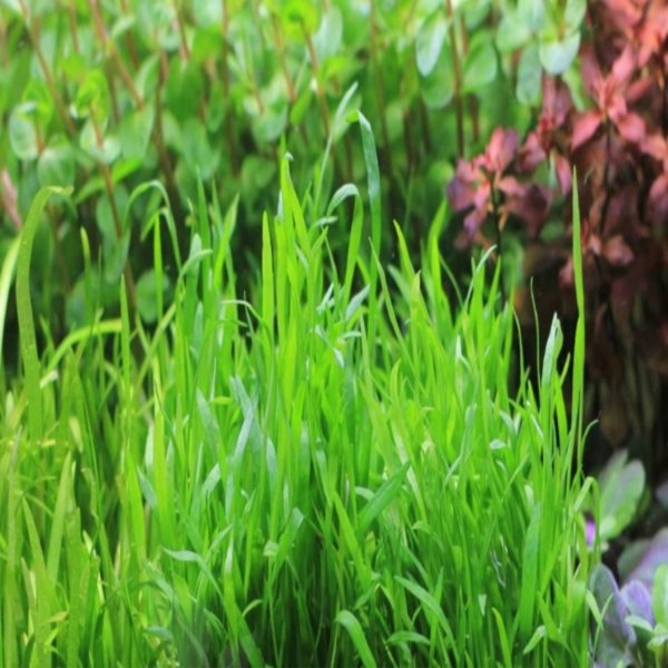 Micro Sword grass-like carpet in aquarium foreground