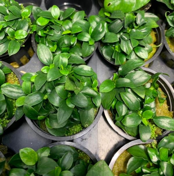 Anubias Nana Petite with small dense leaves