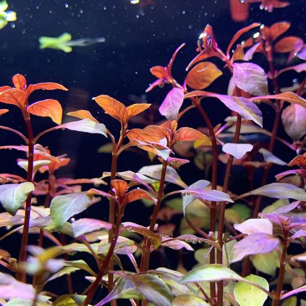 Ludwigia repens stem plant showing red and green coloration
