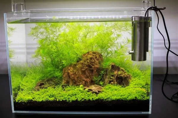 Rimless planted aquarium with lush green plants, driftwood hardscape, and carpet plants
