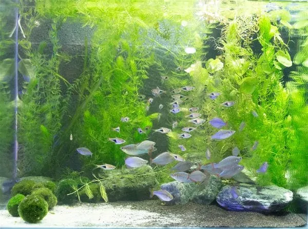 School of small fish swimming through a densely planted aquarium with moss balls