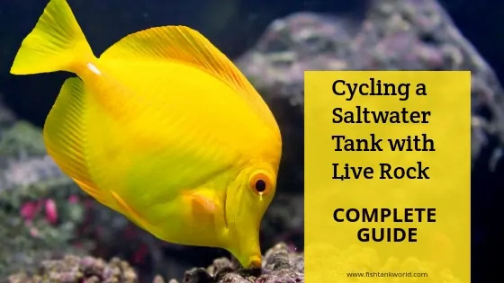 Cycling a saltwater tank with live rock