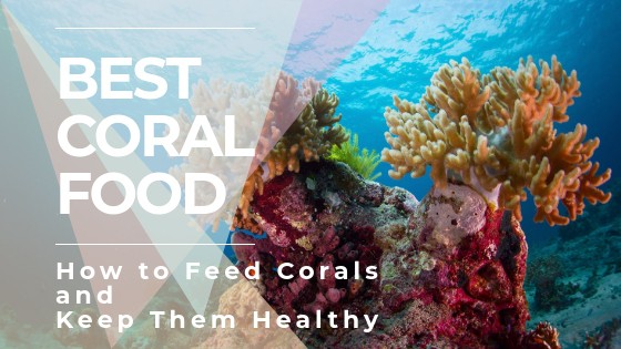 Colorful SPS and LPS corals in a reef aquarium