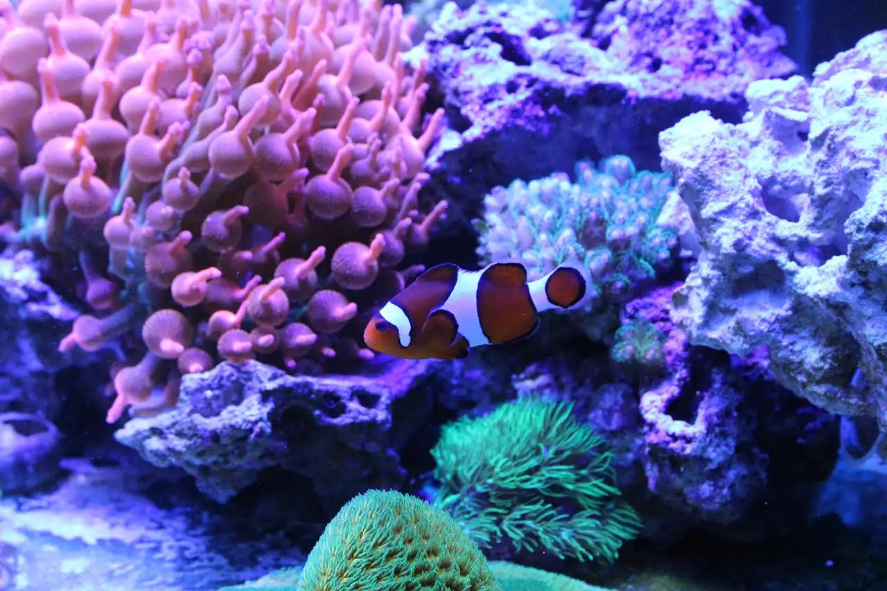All-in-one saltwater aquarium kit setup with corals and reef fish