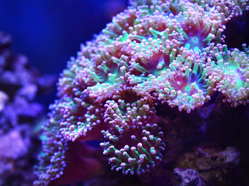 Vibrant coral reef aquarium illuminated by LED lighting