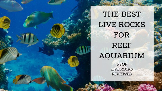 Live rock with coralline algae in a reef aquarium