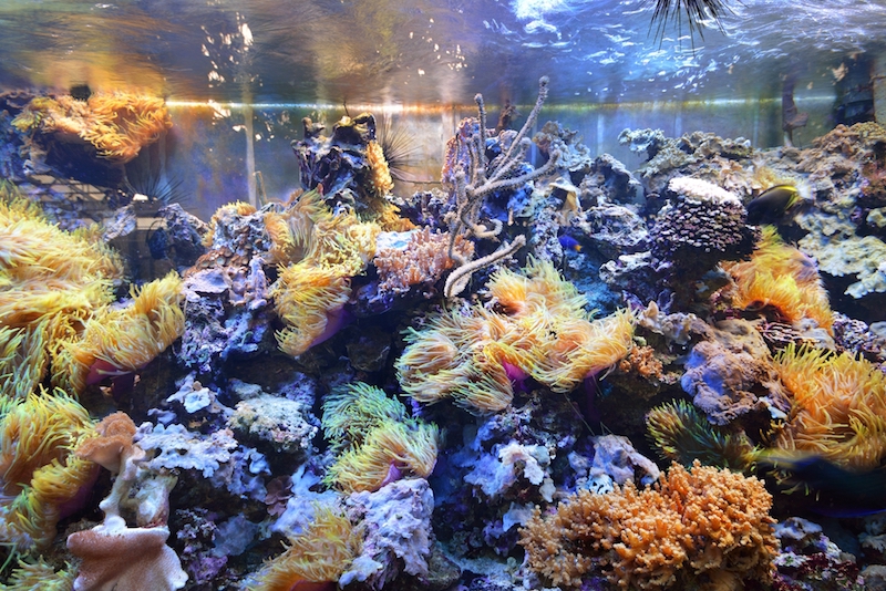 Aquarium cycling process for saltwater tanks